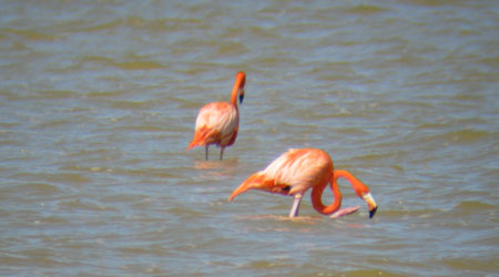 rio lagartos flamingos