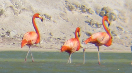 rio lagartos more flamingos