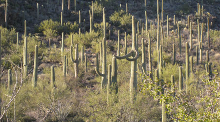 saguaro arms