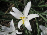 april flower 9
