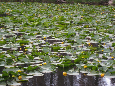 lily lake