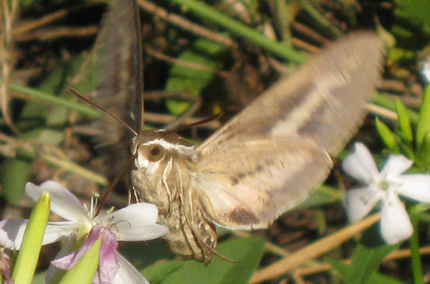 butterfly moth 2