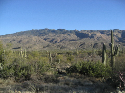saguaro 12-1