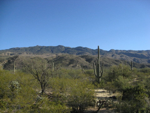 saguaro 12-3