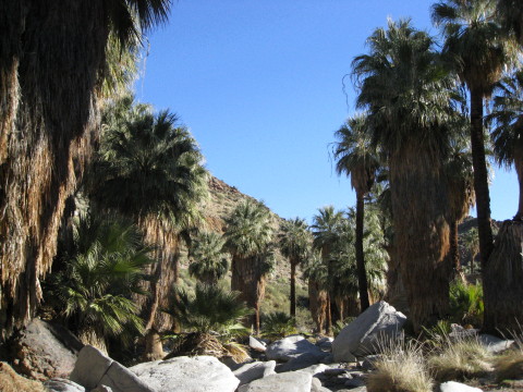 palm canyon 2