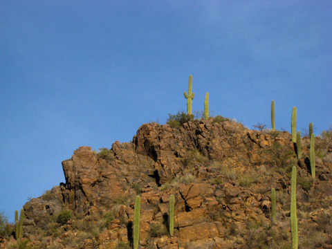 saguaro in the rocks