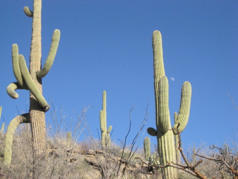 cactus 1-2