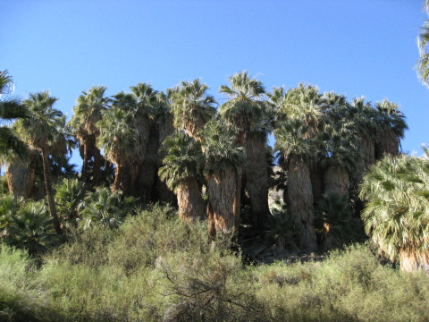 palm canyon 1-2