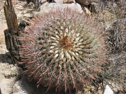 cactus 3-1
