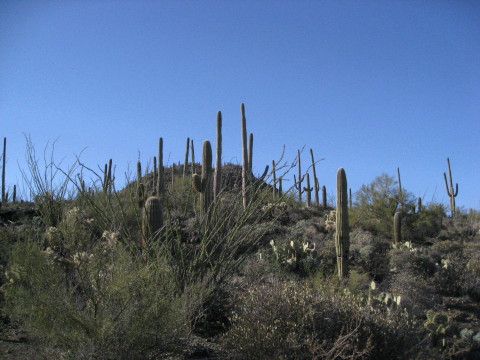 tucson saguaro 2