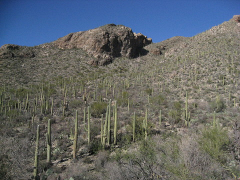 tucson saguaro 3