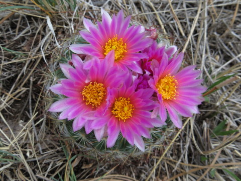 april cactus