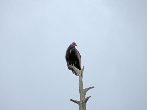 april vulture