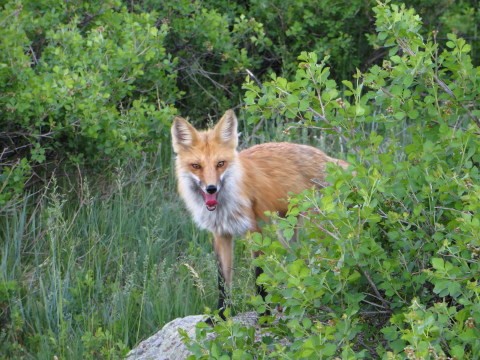may fox 1