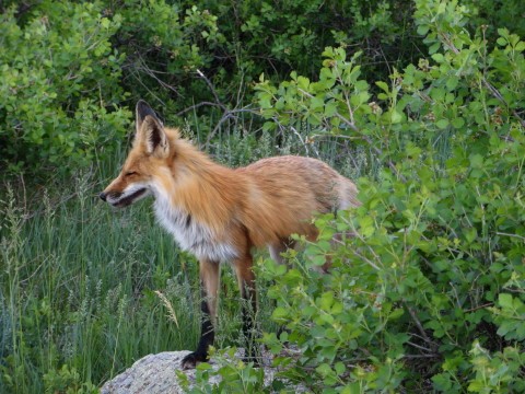 may fox 2
