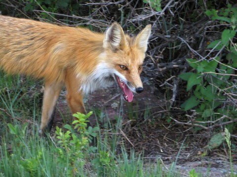 may fox 3