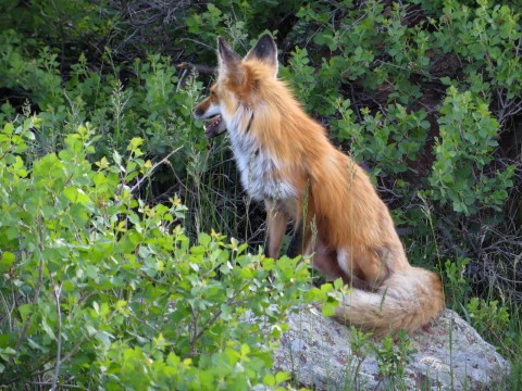 may fox 6