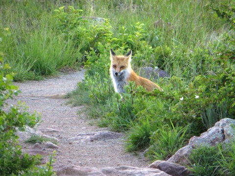 may fox 8