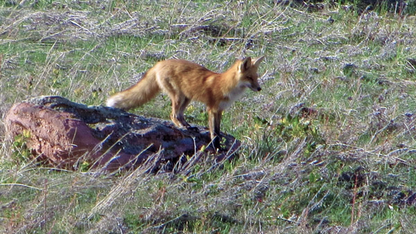 fox_1