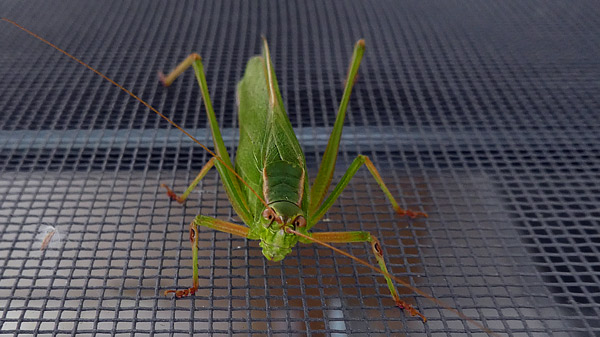 sep_grasshopper