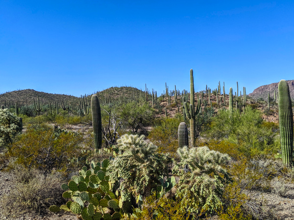 more saguaro cactii