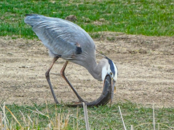 blue heron with fish
