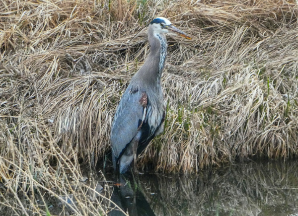 heron in ditch