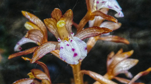coral root flower
