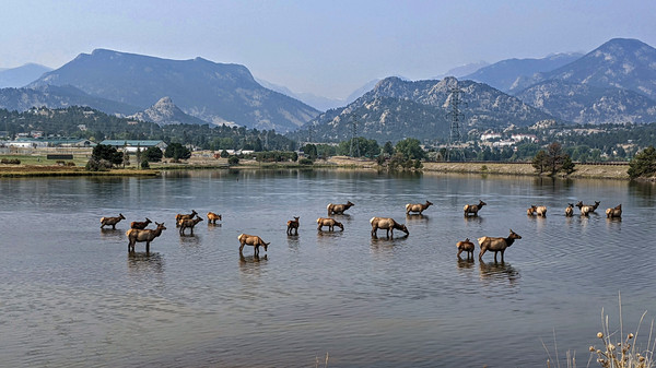 elk in the lake