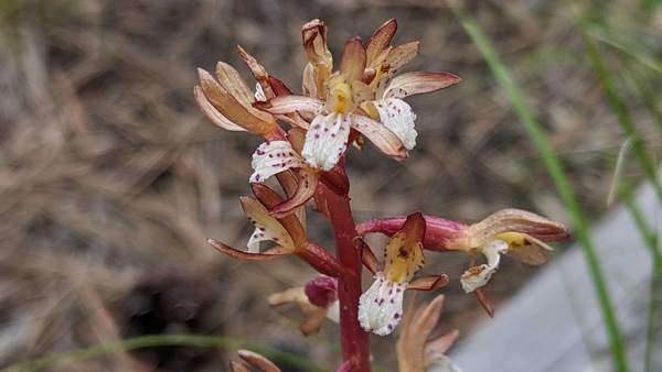 coral root flowers