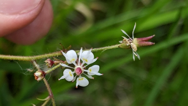saxifrage flowers
