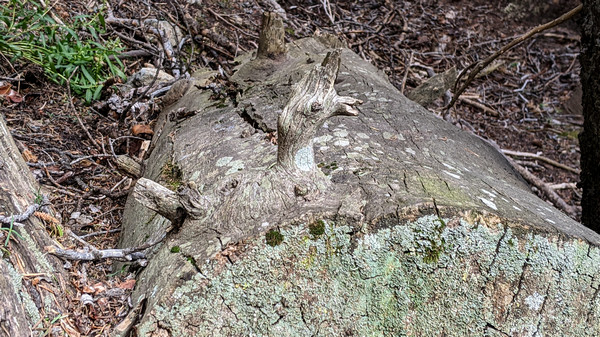 bird shaped log