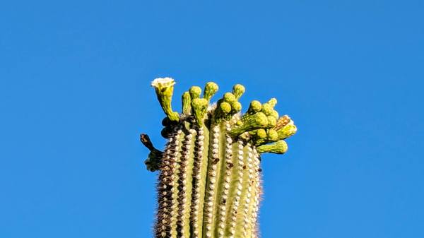 saguaro bloomin in november