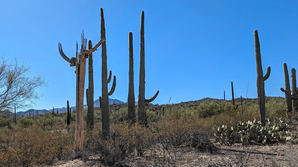 saguaro framework